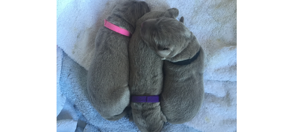 Pink Purple and Black puppies